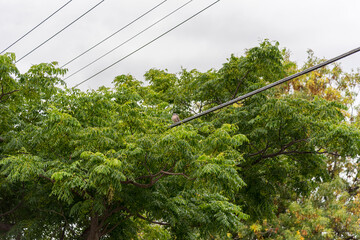 Trees growing around power lines is a hazard