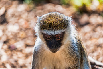 Monkeys at the Werribee Zoo Melbourne