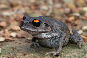 A red-eye AmaZing frog walking on the ground