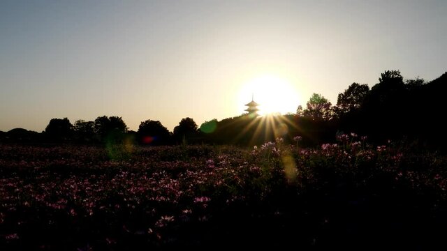 レンゲ畑・寺(五重塔)の夕景