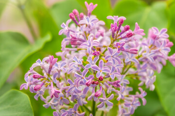 Pink Blooming Lilac Flowers in spring with blured background