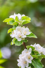 White blossoming apple trees. White apple tree flowers