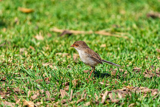 Bird At The Werribee Open Range Zoo Melbourne