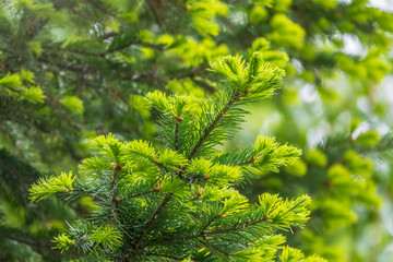 Fir branches with fresh shoots in spring.