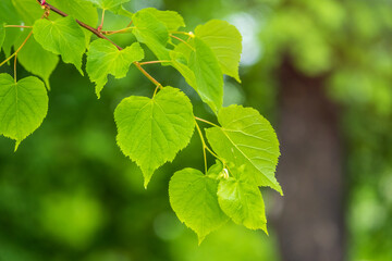 Green leaves of linden Tilia dasystyla on a green background.