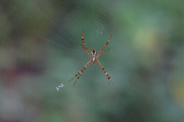 spider on a web