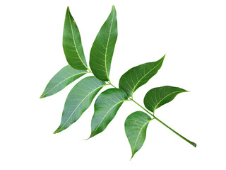 Obraz premium green leaves isolated on white background