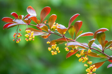 Bush of barberry in the spring with dark red leaves and small flowers. Branches of bushes with young red-orange leaves