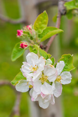 りんごの花の蕾