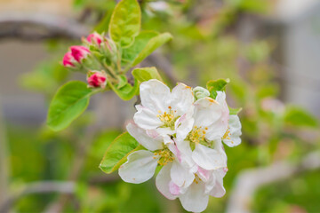 Obraz na płótnie Canvas りんごの花の蕾