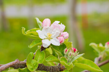 りんごの花の蕾