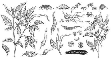 Fotobehang Icons or symbols of chili pepper, color engraving vector illustration isolated. © sabelskaya