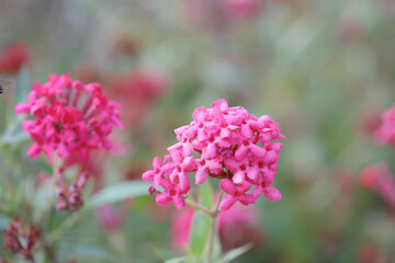 a Flowers bloom in spring emit a nice fragrance, daphne