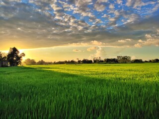 sunset over the field