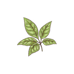 Fresh green ginseng leaves hand drawn engraving vector illustration isolated.