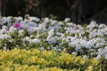 the flower bed of White Azalea Blossoms at park, hk
