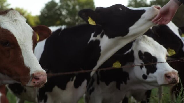 A close-up of cows that are sniffing on a hand.