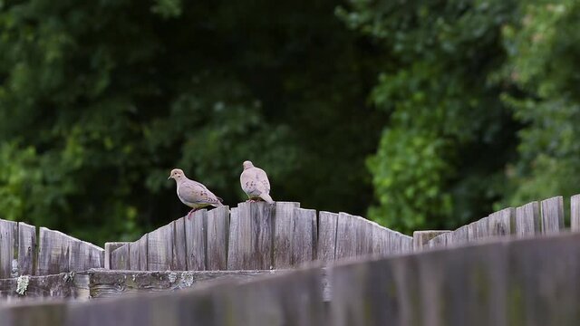 Pair of mourning doves walking along the top of a faded wooden fence.