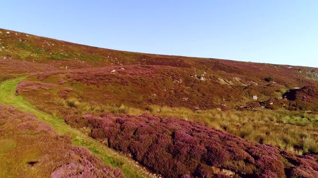 North York Moors Heather at Danby Dale in Summer, flying up escarpment with blooming heather, NB: Drone shadow present - Clip 1
