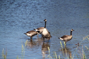 Geese Walking On Water, Pylypow Wetlands, Edmonton, Alberta