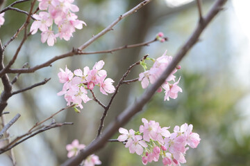Fototapeta na wymiar the close up of Cherry Blossom at hong kong tko park