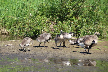 Family Of Geese On The Creek Bank, Pylypow Wetlands, Edmonton, Alberta