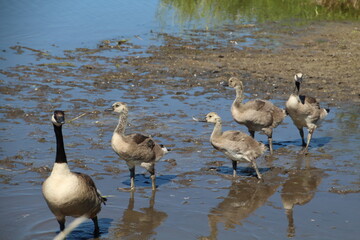 Geese Walking, Pylypow Wetlands, Edmonton, Alberta