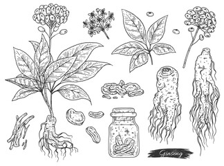 Hand drawn set of ginseng plant, engraving vector illustration isolated.