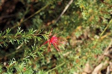 Obraz premium Grevillea 'Winpara Gem' hybrid (G. thelemanniana and G. olivacea), South Australia