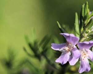 Close-up of Westringia ‘Wynyabbie Gem’ (Coastal Rosemary) flower, South Australia