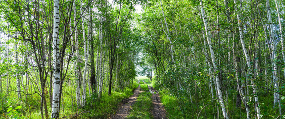 young birches arch over countryside pathway