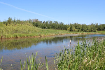 Summer On The Water, Pylypow Wetlands, Edmonton, Alberta