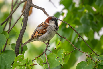 Sparrow sitting on a green birch branch. Sparrow with playful poise on branch of a birch in spring...