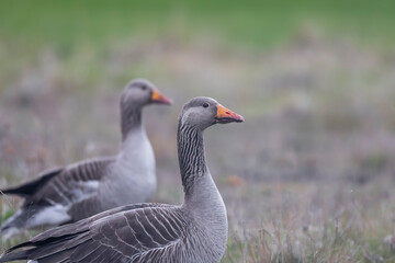 Naklejka na ściany i meble Close up shot of Greylag goose birds