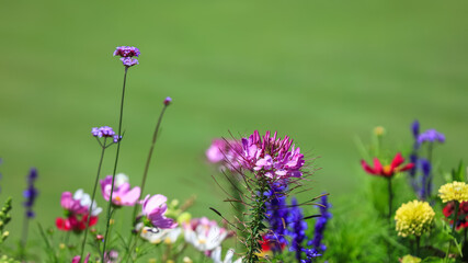 Close up shot of colorful garden flowers 