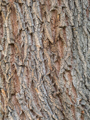 The texture of the bark of an old willow