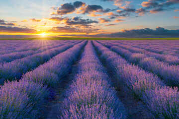 Fototapeta na wymiar Lavender fields at sunset time
