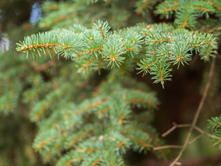 Background of green spruce branches in sunset light