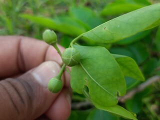 Small fruit of Bael. Aegle marmelos commonly known as bael (bili or bhel) also Bengal quince, golden apple, Japanese bitter orange, stone apple or wood apple. Most popular fruit of summer season. 
