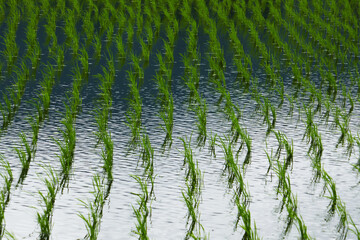 日本の水田風景　田んぼ