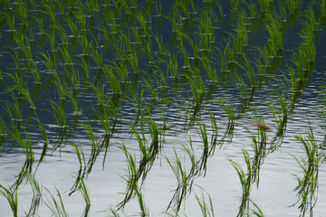日本の水田風景　田んぼ