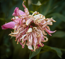 Withering peony in dry summer