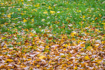 Obraz premium Orange and yellow fallen leaves in the sunlight.