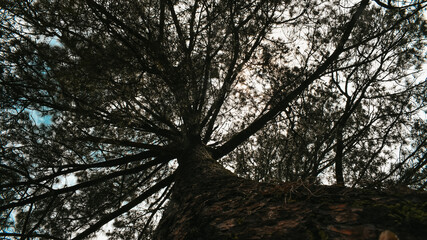 Dark tree under the sky