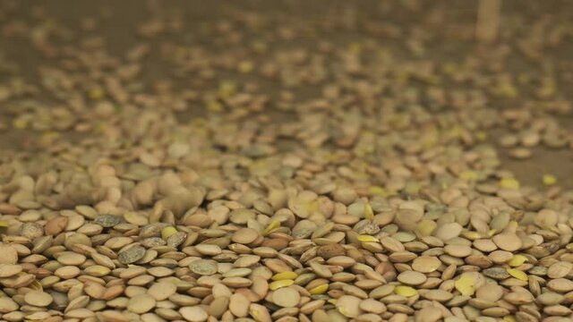 Slow motion. Falling lentil grains on a pile. Close-up of falling seeds. End of seed fall. Shallow depth of field. Grain background