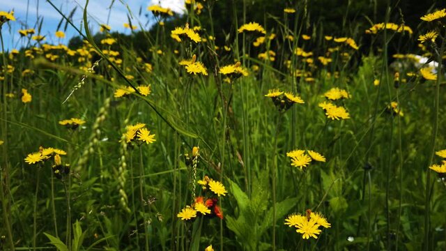 4K panning shot of the wildflower mountain meadow in the Catskill Mountain, NY