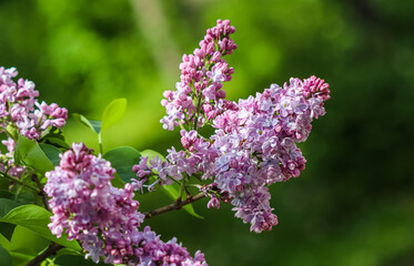 Obraz premium Blooming branch purple terry Lilac flower. Macro flowers backdrop, floral background