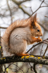 The squirrel with nut sits on a branches in the spring or summer.