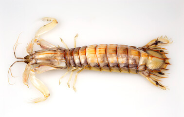 Mantis Shrimp or Stomatopods Crustaceans