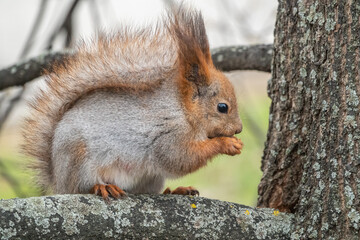 The squirrel with nut sits on a branches in the spring or summer.